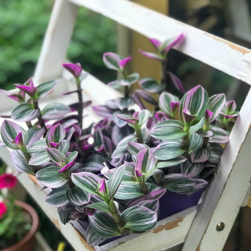 盆栽吊兰油画婚礼胭脂云观叶植物植物绿植网红绿植