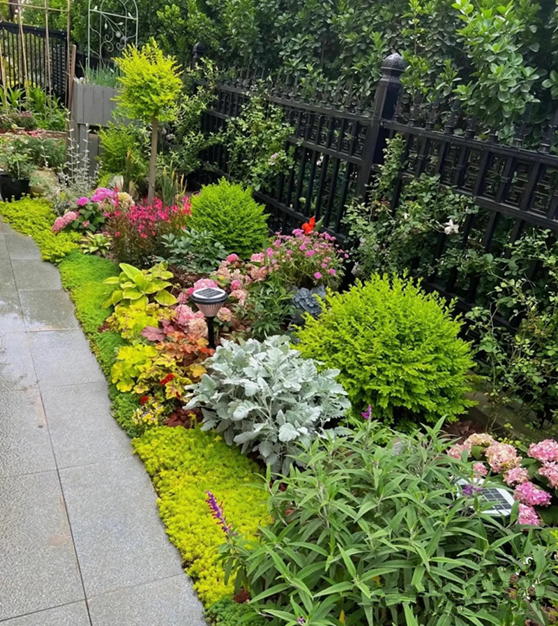 各种花卉植物绿植花镜大型室外阳台庭院花园时令草本花卉