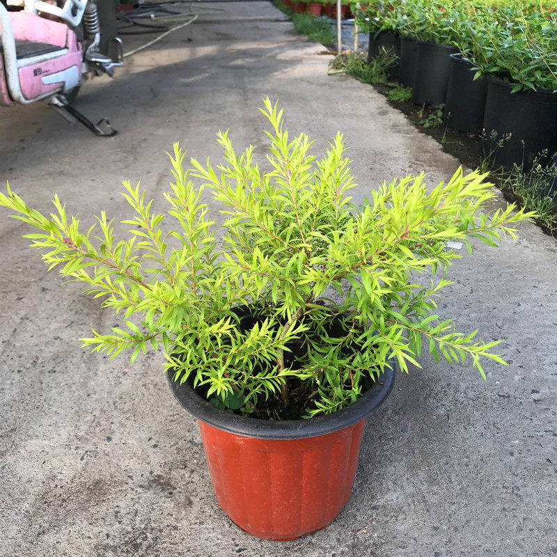 黄金香耐寒观四季多年生清香木植物叶植物阳台耐热室外绿植