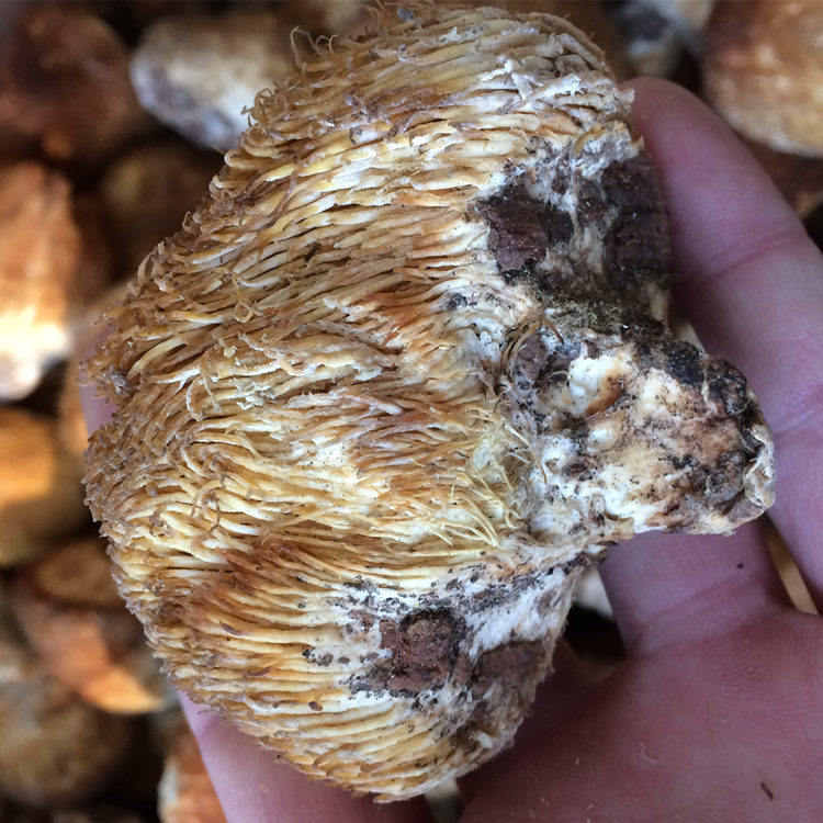 新货野生猴头菇干货神农架深山采摘非东北猴头菇养胃纯野猴头蘑菇