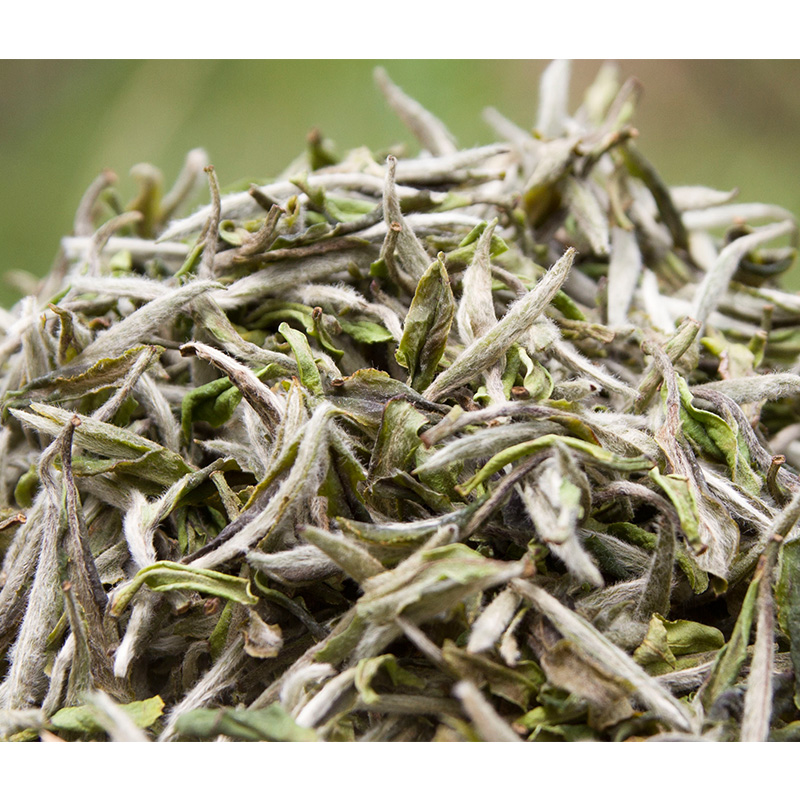 白茶福鼎白牡丹