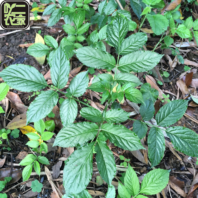 新鲜野生走马风牛耳草吊钟黄水马胎赶风茜牛耳三稔飞山虎羊耳三稔