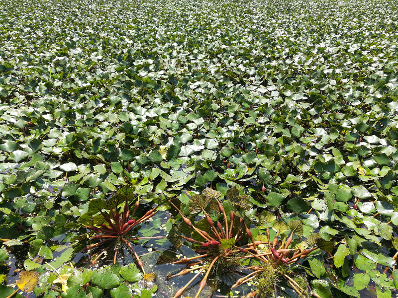 两角菱角种苗野生凌角棱角水生植物1棵菱角
