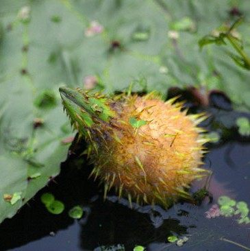 鸡头2020野生河南固始带壳新鲜芡实大号包邮芡实