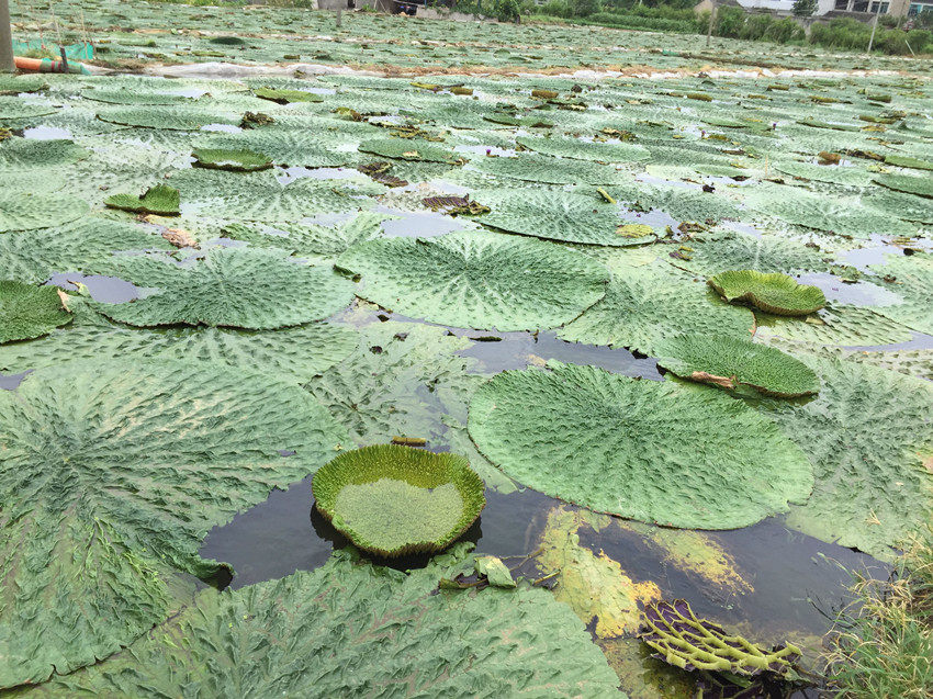 鸡头2020年新鲜鲜芡实带籽中小号1斤包邮芡实