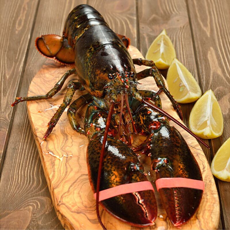 龙虾波士顿15斤波龙超大活体大虾加拿大加拿波斯顿活虾