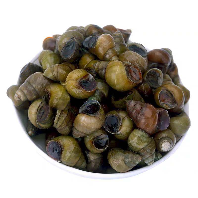 鲜活田螺小田500g重庆四川淡水野生泥螺黄泥泥螺