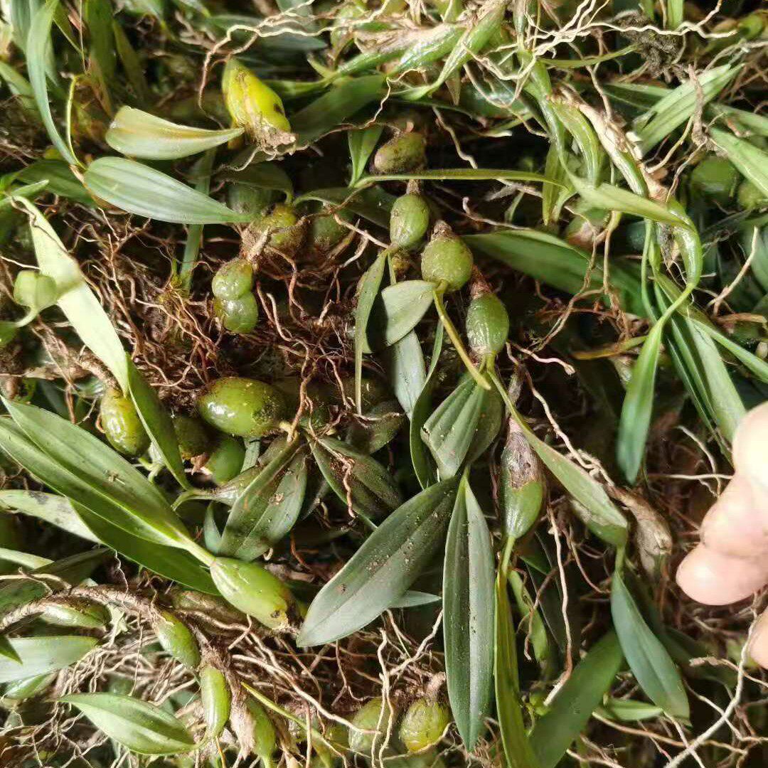 深山山石橄榄新鲜双叶小果橄榄石仙桃苗种种植其他药食同源食品