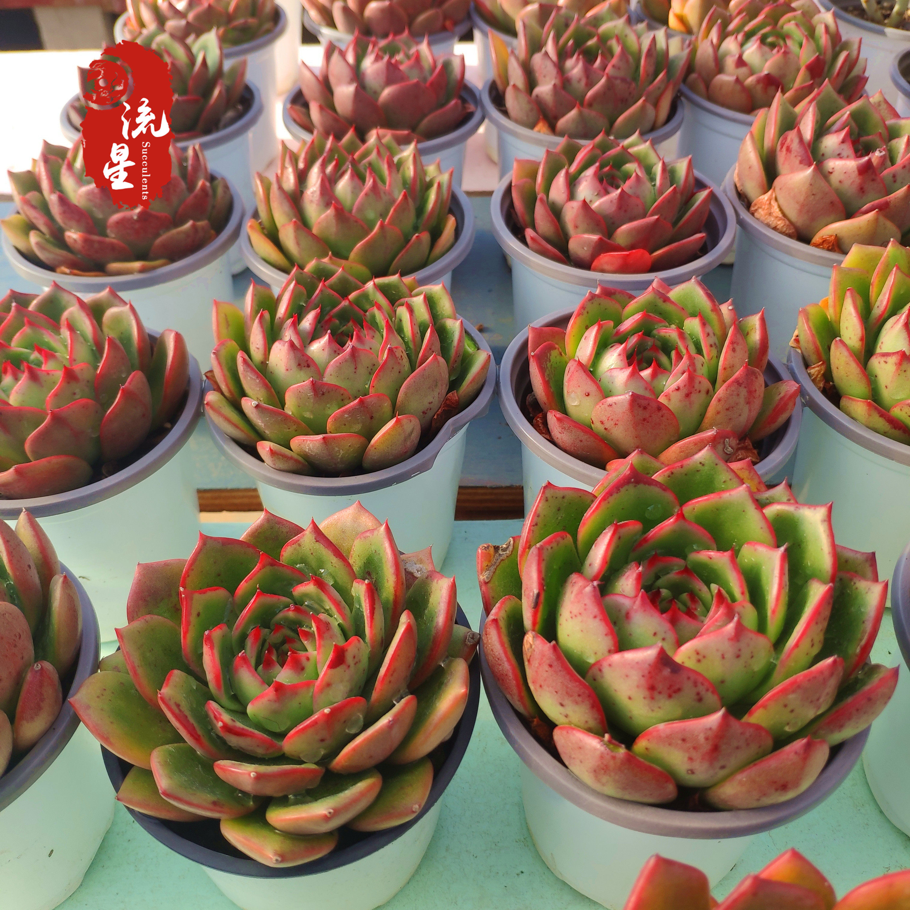 桃花多肉植物易爆盆萌创意花卉绿植盆栽防辐射多肉植物