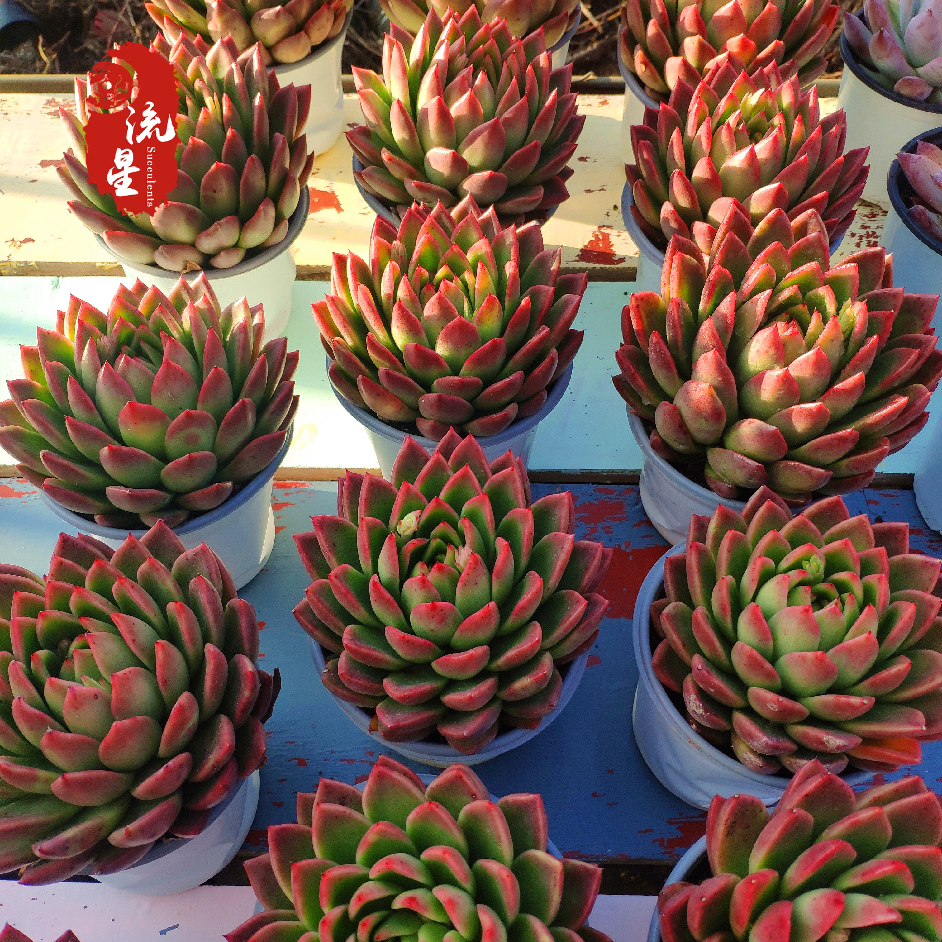 东云红腊老桩多肉植物组合盆栽大株越晒越红多肉植物