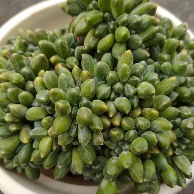 多肉植物千代田之松缀化15公分发货板子办公室阳台多肉植物