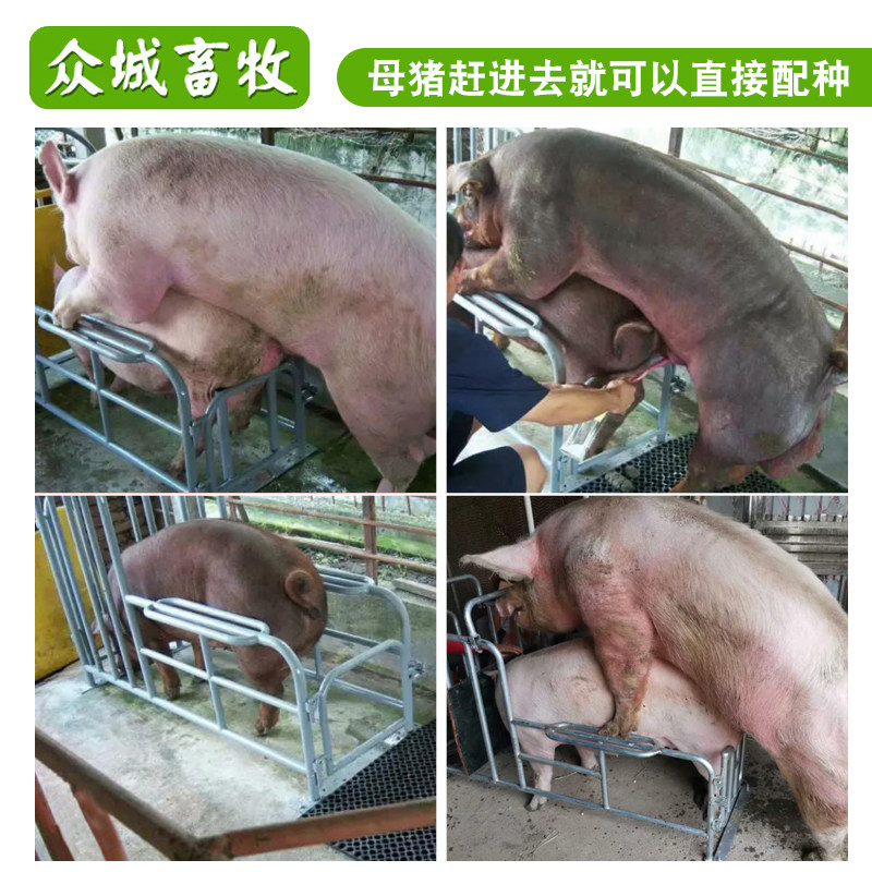 配种母猪猪用矮脚设备公猪用采支架配猪架子畜牧