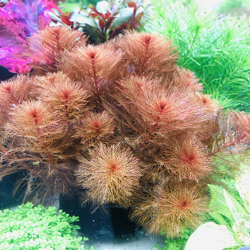 鱼缸淡水植物后景红色水下叶红千层水草新手水草