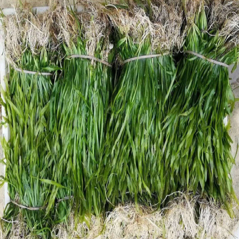 四季苦草养鱼鱼虾蟹短叶矮生水草扁担净化水质水草