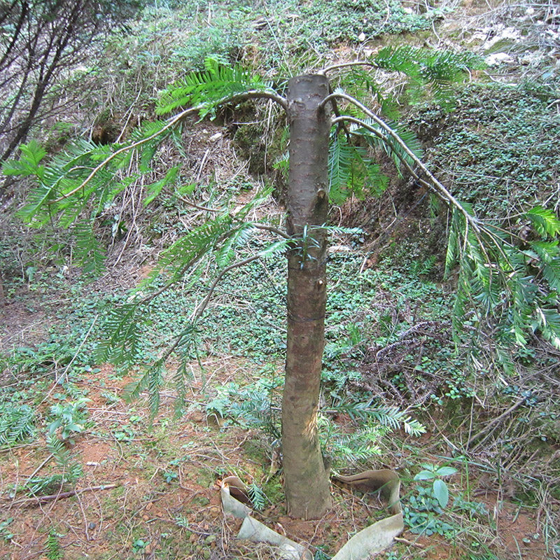 红豆杉盆景造型老树桩盆景植物室内办公室庭院吸甲醛名贵稀有盆景