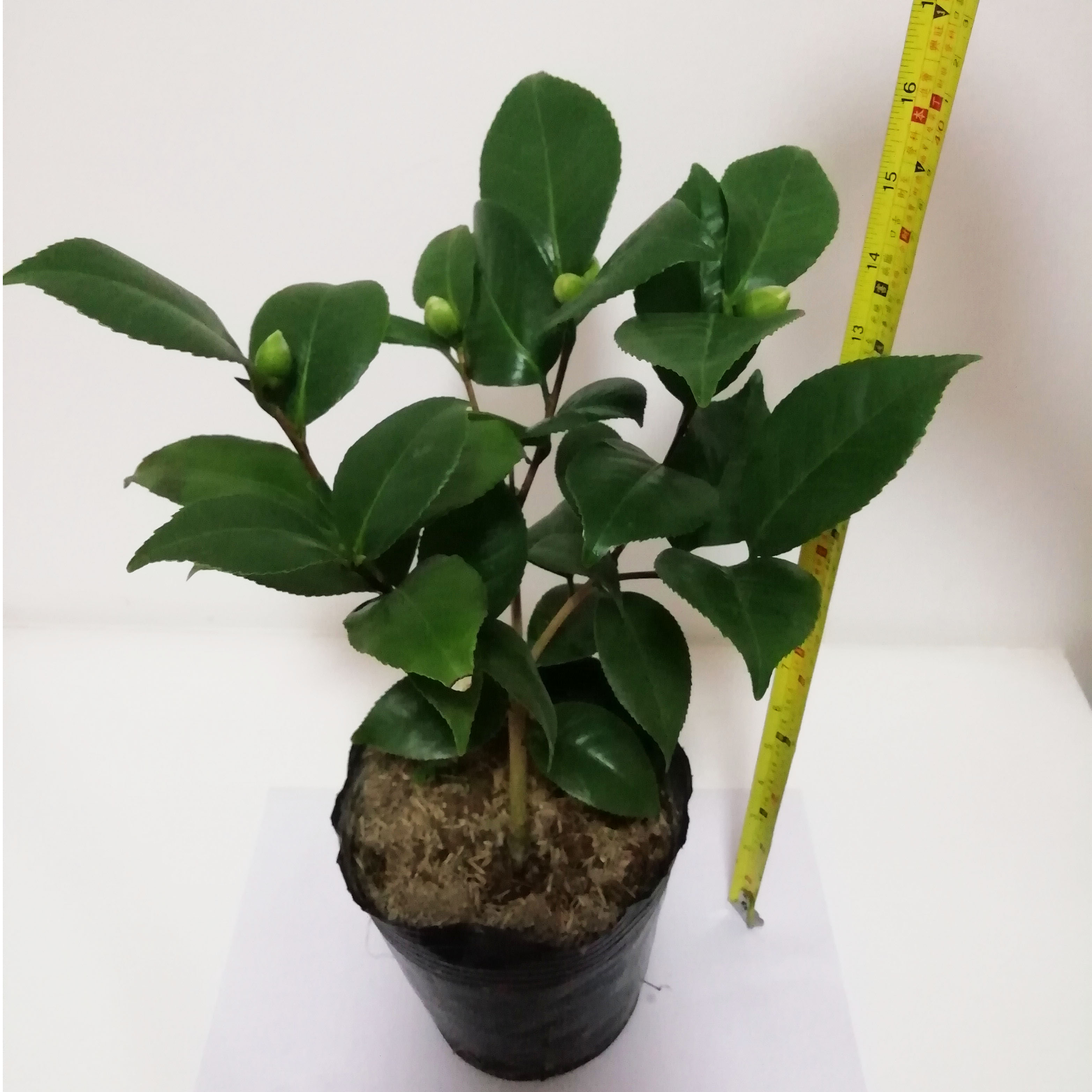 青叶贝拉红贝拉茶花苗正黄旗耐寒山茶花树苗带花苞嫁接茶花图片