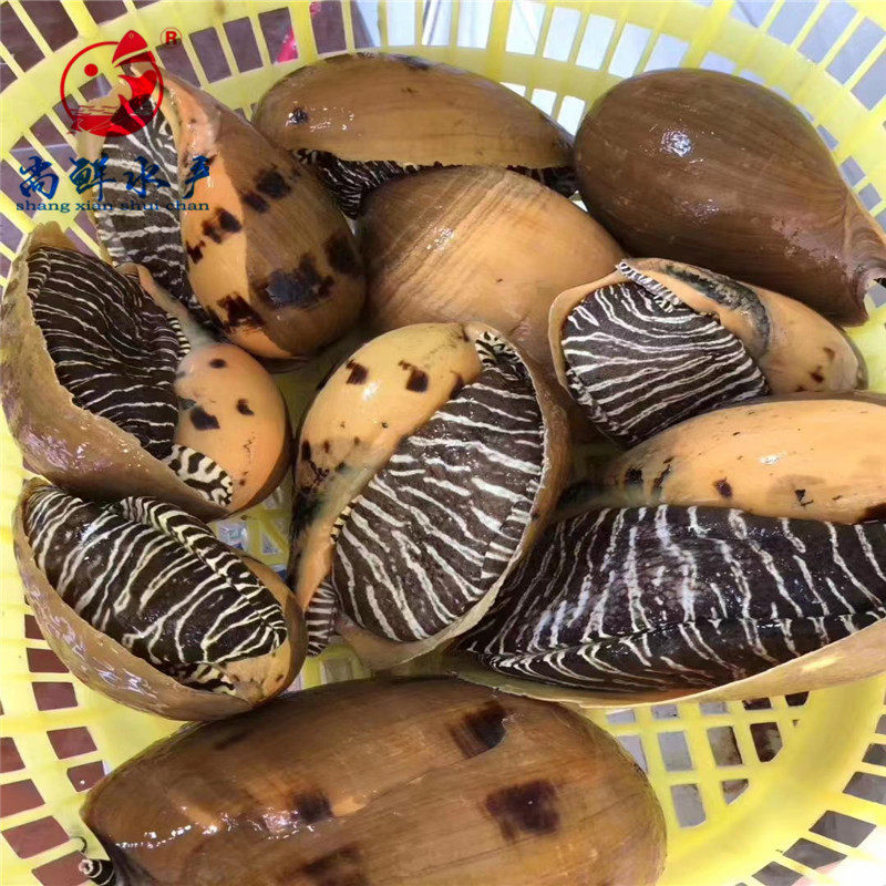 尚鲜东山岛油螺黄螺椰子红螺每斤价格5斤起包海螺