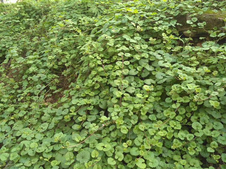 四川新鲜连线透骨500克现拍现采其他药食同源食品