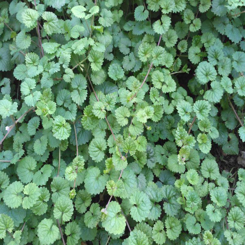 四川新鲜连线透骨500克现拍现采其他药食同源食品