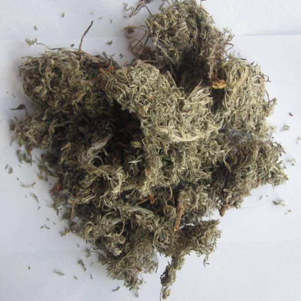 绵茵陈5斤包邮新鲜白蒿草茵陈菌陈中草药材500g克10元