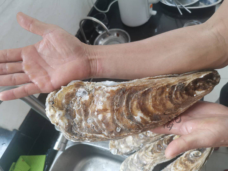 乳山超大鲜活生蚝台山新鲜牡蛎海鲜水产特大蚝王巨无霸顺丰包邮