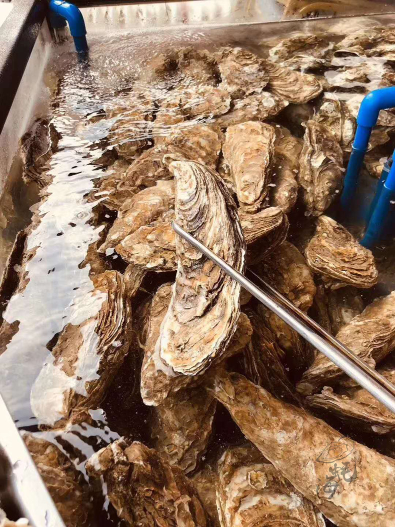 乳山超大鲜活生蚝台山新鲜牡蛎海鲜水产特大蚝王巨无霸顺丰包邮