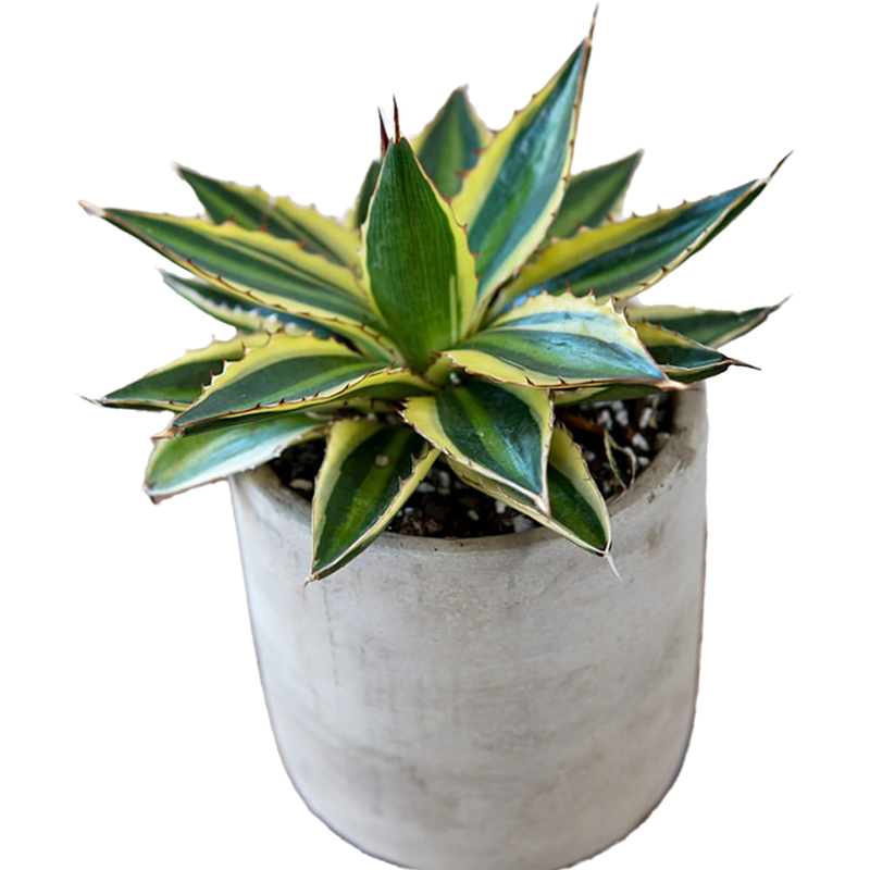 五色万代锦龙龙舌兰科庭院景观绿植多肉植物多肉植物