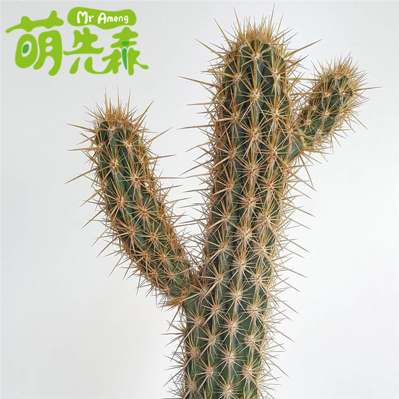 青衣大型沙生植物手臂仙人柱毛柱属仙人掌园林景观多肉植物