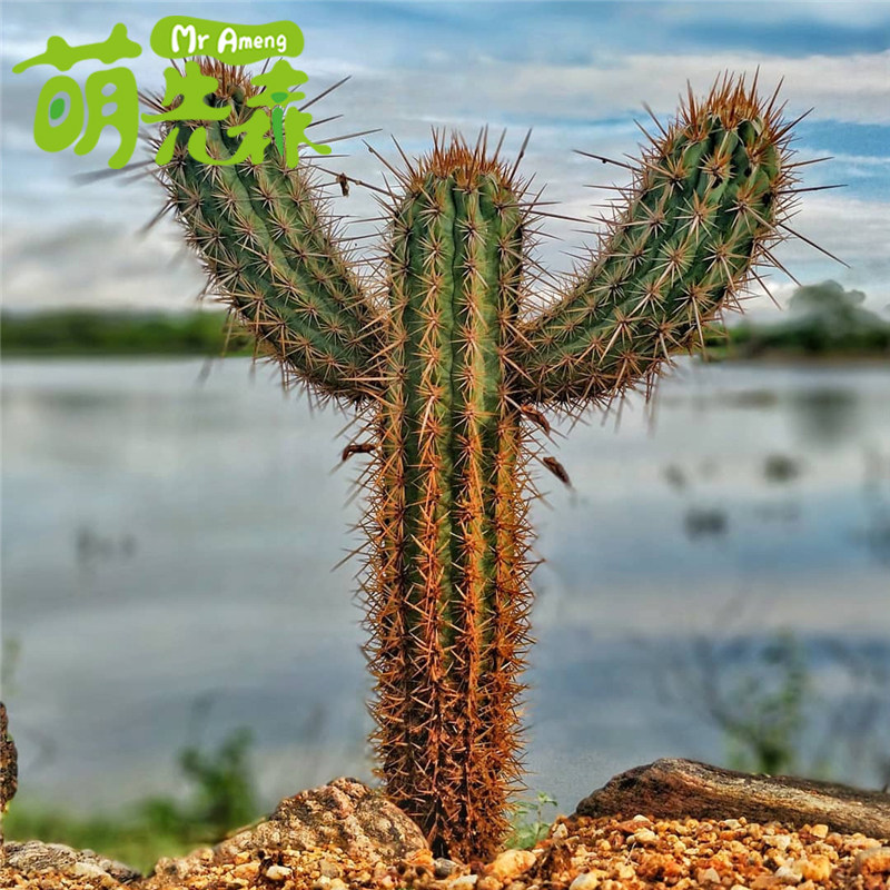 青衣大型沙生植物手臂仙人柱毛柱属仙人掌园林景观多肉植物