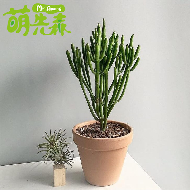 珊瑚大型仙人掌光棍树多植物盆栽绿植庭院休闲多肉植物