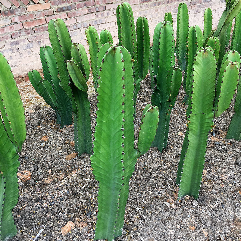 大戟阁手臂仙人咖啡服装店大型造景仙人掌量天尺多肉多肉植物