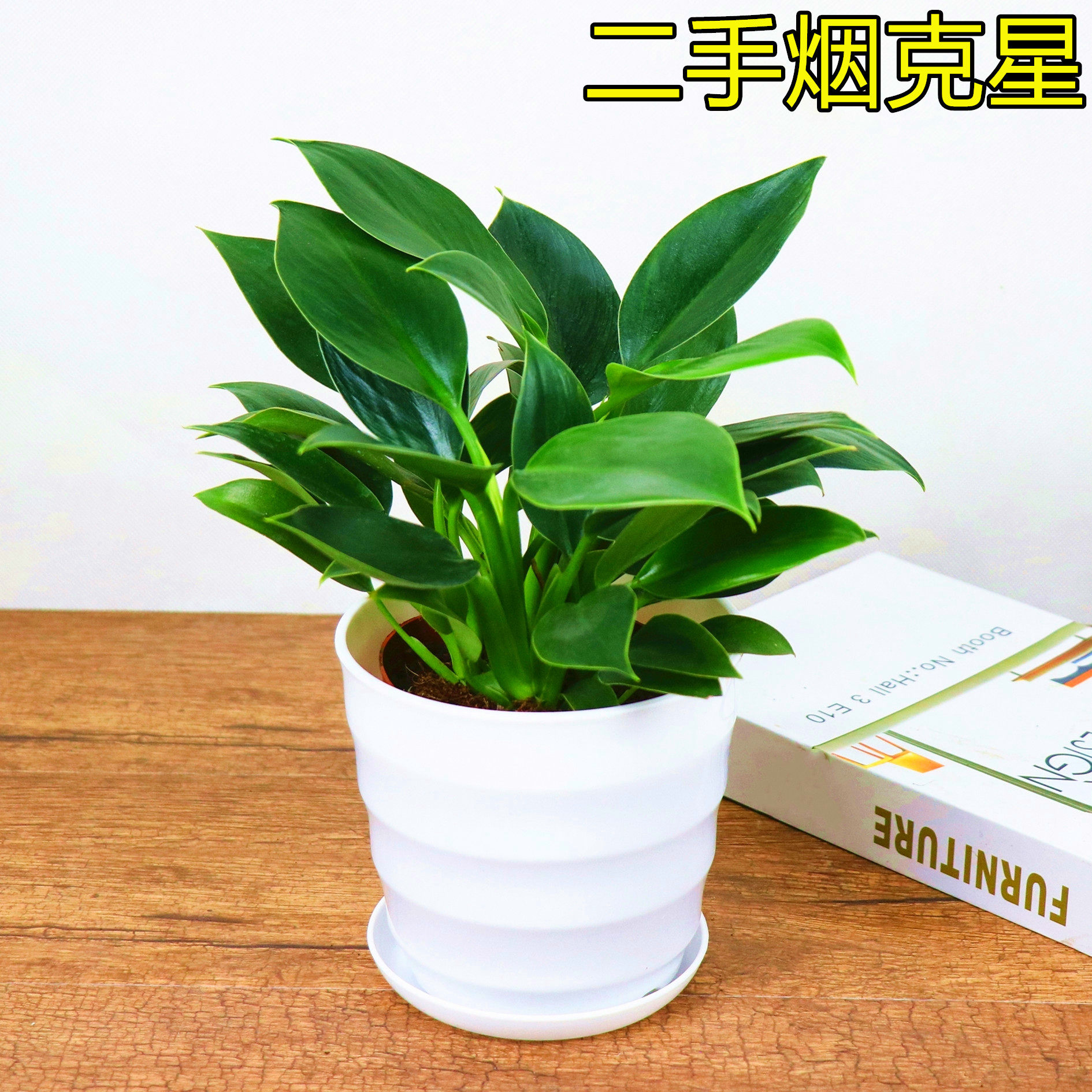 盆栽大叶叶绿公主植物金钻办公办公室室内花卉绿植