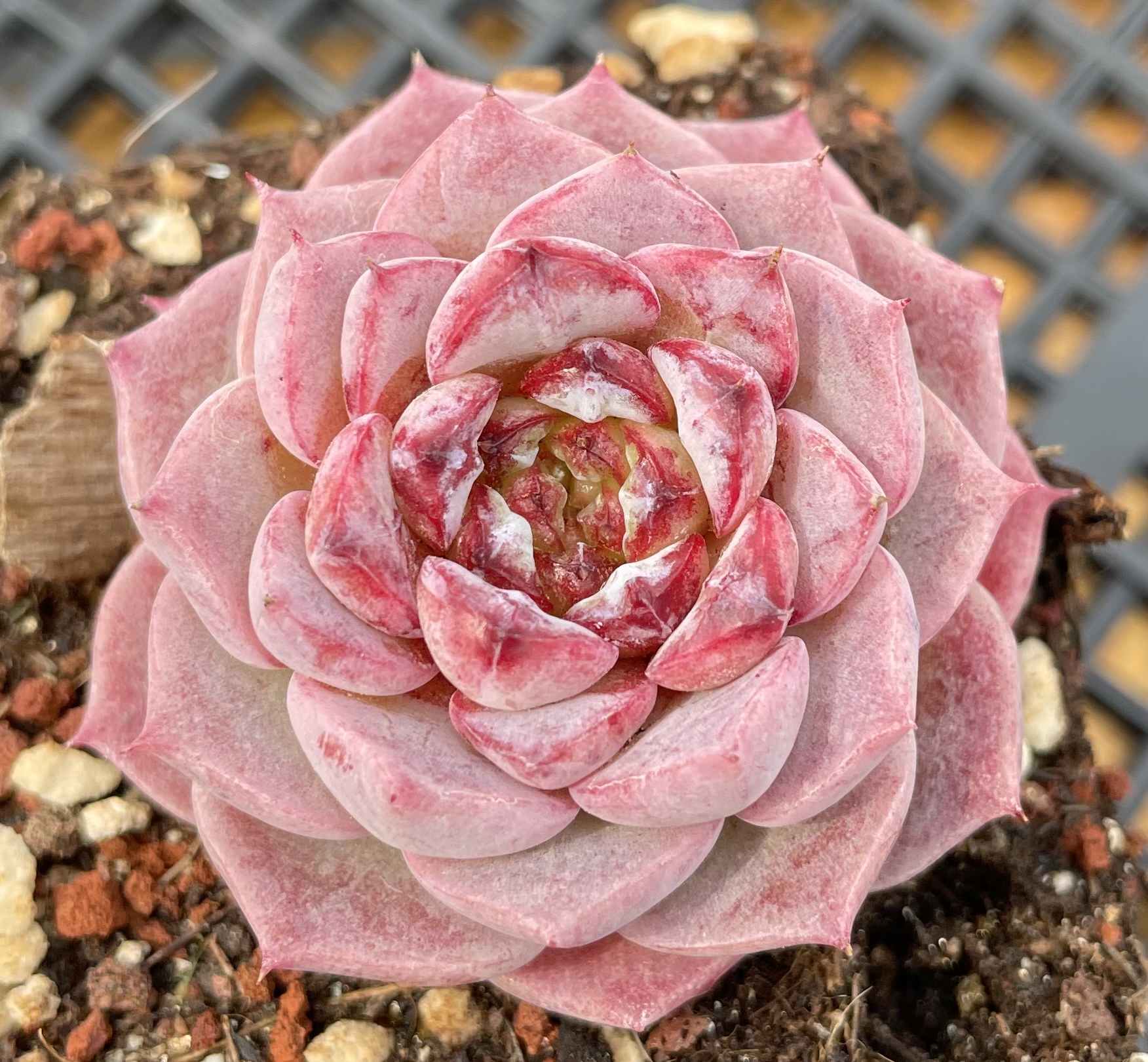 1号糖心天鹅绒云南花沐多肉博物馆多肉植物