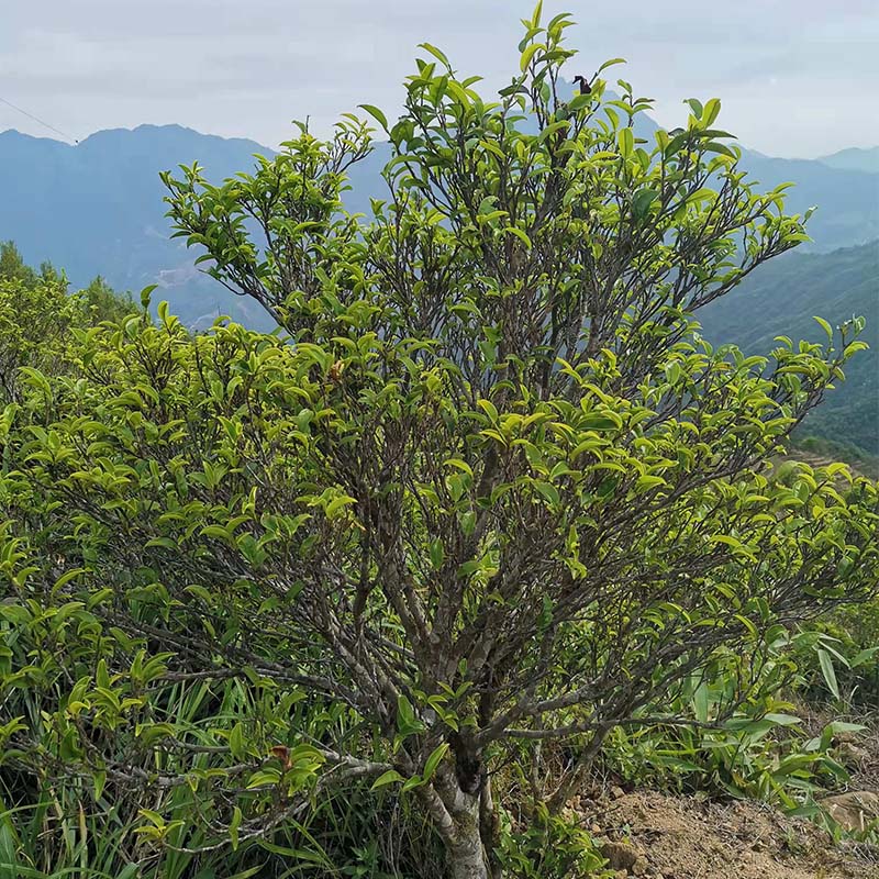凤凰单枞茶蜜兰香黄枝香高山单丛春鸭屎香浓香型凤凰单丛