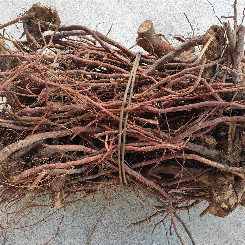 野生 桃金娘根 纯根 新鲜岗稔根 乌当泥根当泥根山棯子根500g晒干