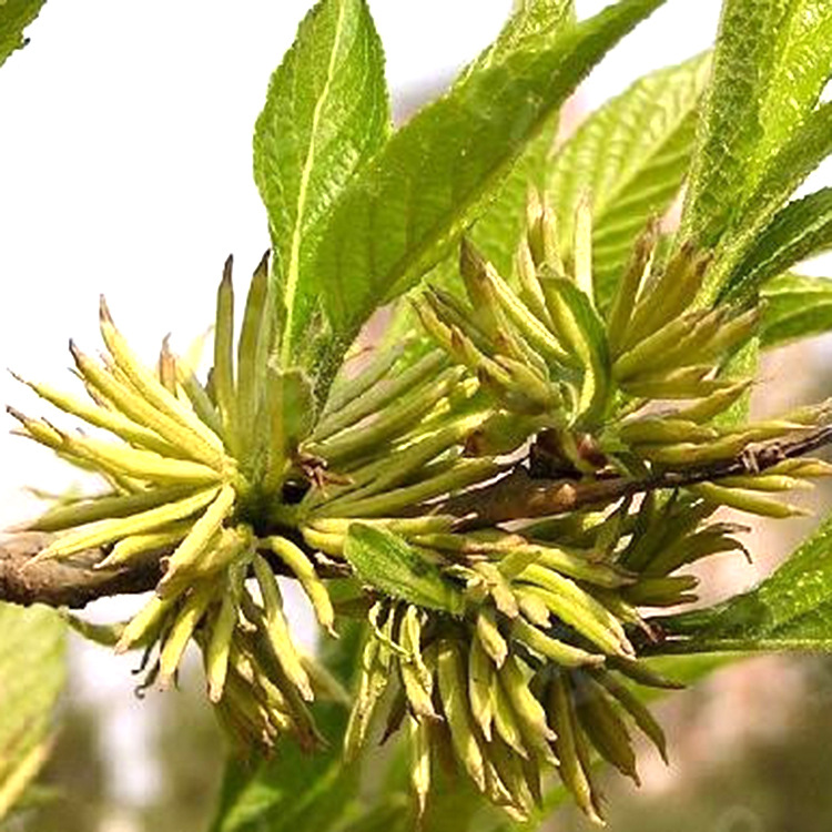 杜仲雄花养生花茶张家界特产级野代用21年新杜仲其他药食同源食品