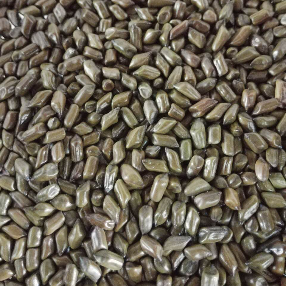 明子精选生决10斤散装儿童童玩沙子玩具沙做决明子