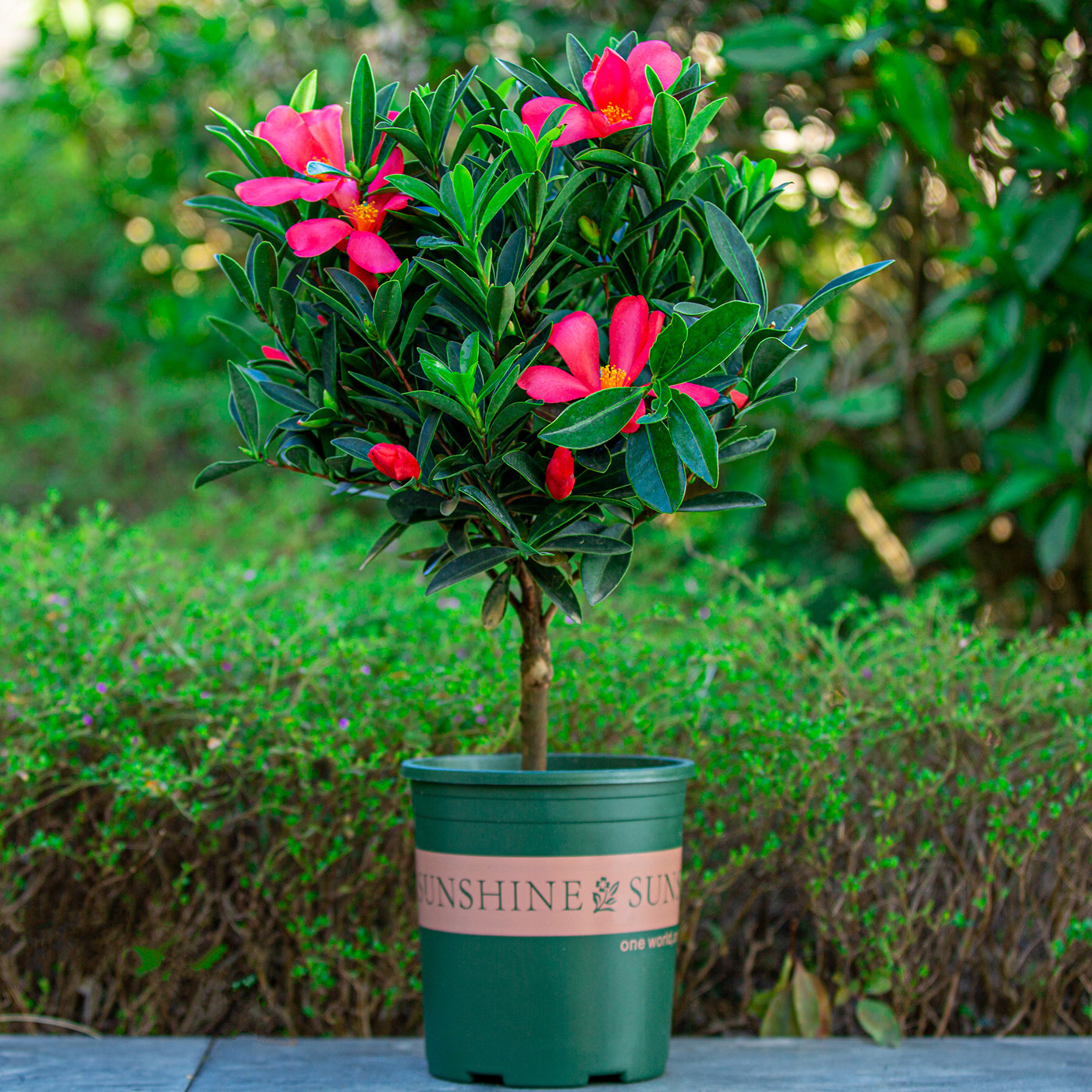 四季茶花盆栽室外庭院绿植室内阳台开花植物时令草本花卉