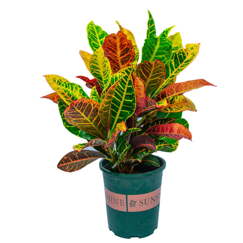 变色叶彩色绿植大盆叶子彩色常青观四季植物好养绿植