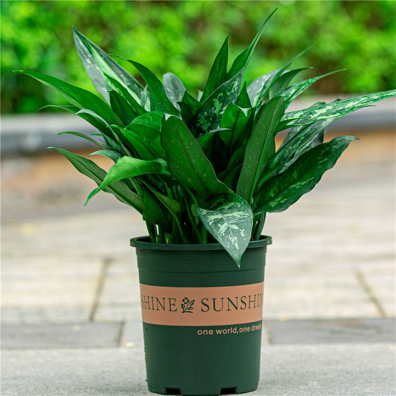 黑美人万年青盆栽四季常青室内客厅卧室净化空气好养绿植