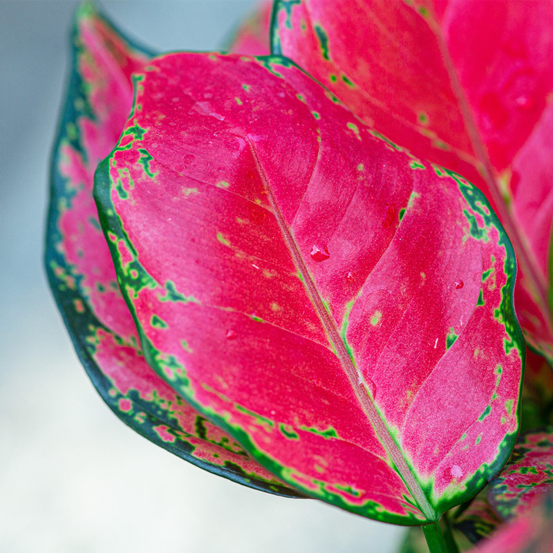 吉利喜庆花卉叶子花叶子红色植物叶植物办公室观客厅绿植