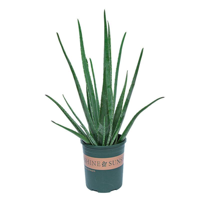 芦荟盆栽美容院专用室内阳台室外庭院好养四季绿植