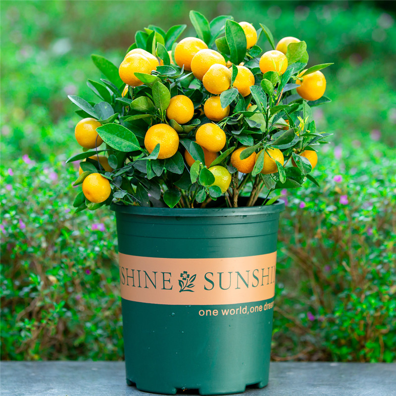 四季桔子树盆栽室内阳台好养植物绿植室外橘子绿植