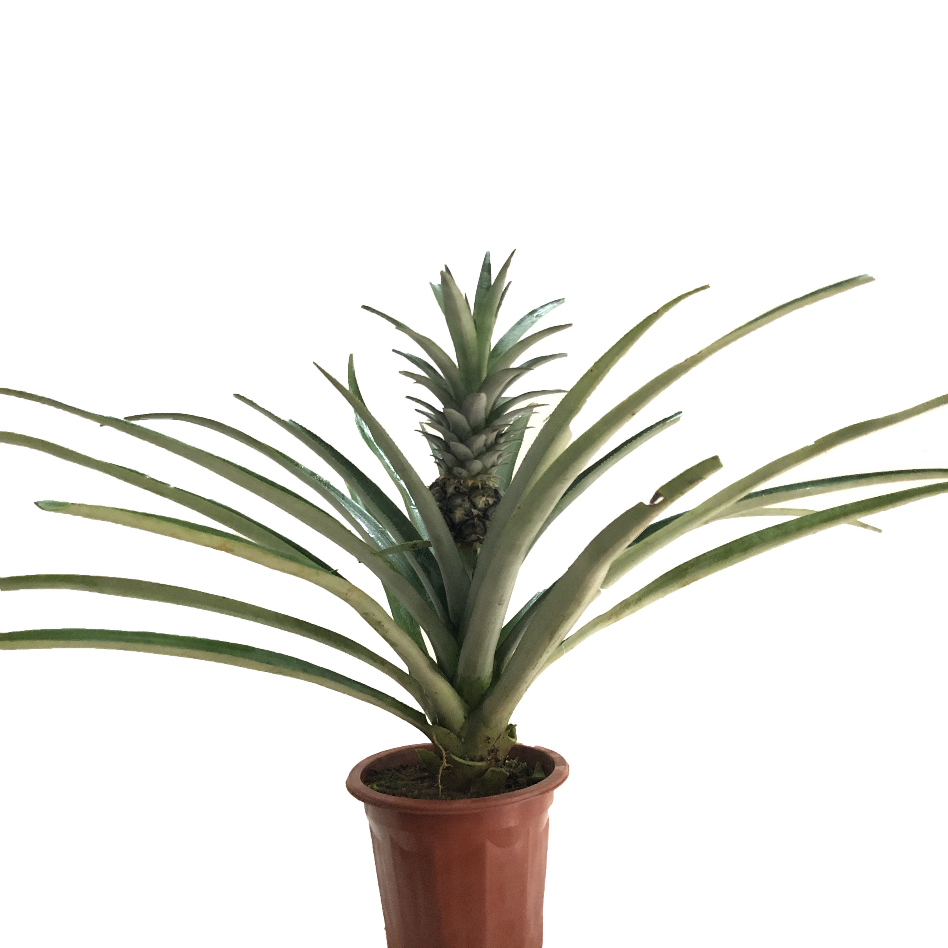 包邮广西果树树苗金钻17号凤梨苗地菠萝苗带果树