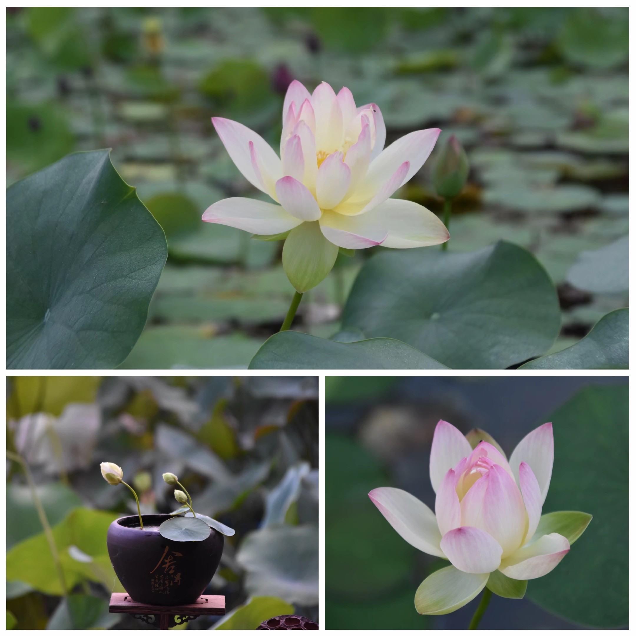 荷花微型碗莲萌宝花苑水生盆栽植物小玲丛柯时令草本花卉