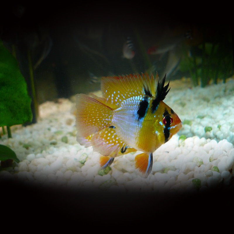 包邮荷兰凤凰球鱼三湖短鲷金波活体鱼