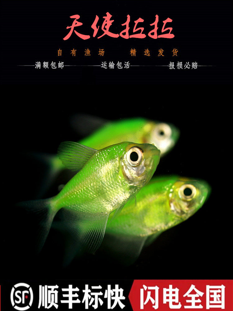 天使拉拉鱼彩群玻璃拉拉荧光色基基因不掉掉色鱼