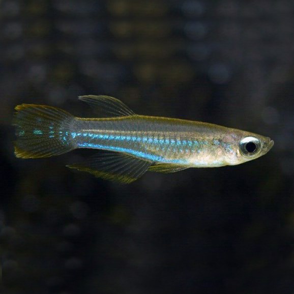 蓝眼灯鱼群游小型女王易饲养饲养热带鱼宠物活体鱼