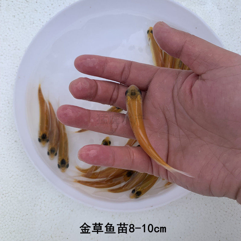 鱼苗淡水活体金草金丝放生养殖食用草鱼混子鱼