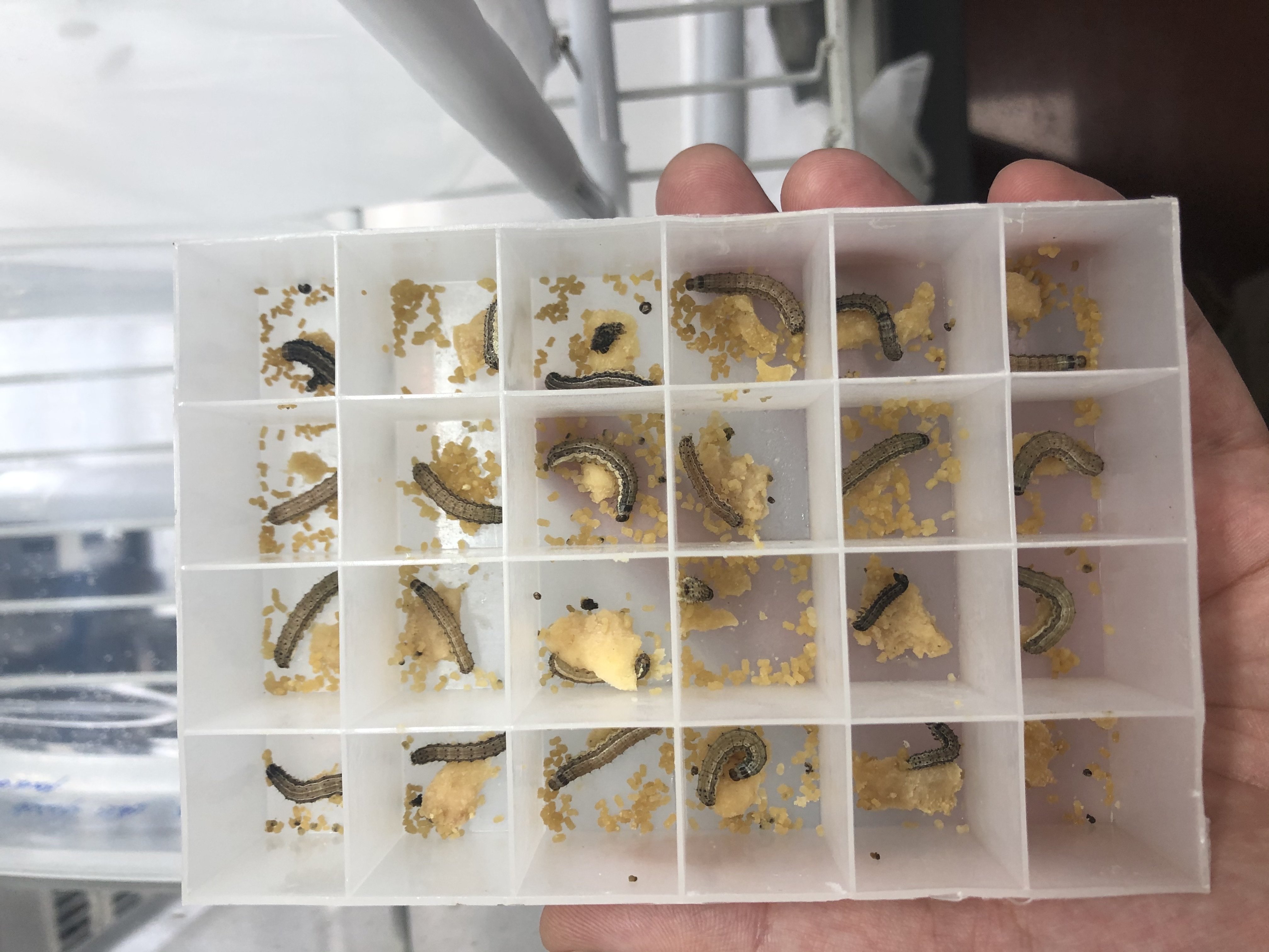 野生草地贪夜蛾秋粘虫行军活体昆虫蛹幼虫卵特色爬宠